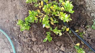 Gardenia leaves turn yellow on 2 plants How to treat it [upl. by Ahseenak413]