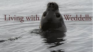 Weddell Seals line the pressure ridges of Scott Base [upl. by Toffey]