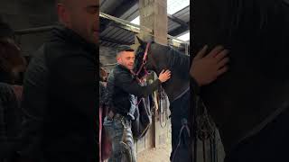 swfarrier swolfendenfarriers work fyp equestrian horse satisfying asmr tiktok [upl. by Inge]