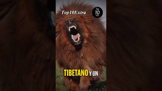 Mastín tibetano vs Lobo [upl. by Cahn]