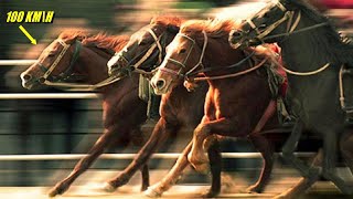 The Fastest Horses In The World The Insane Speed of Horses [upl. by Bilicki849]