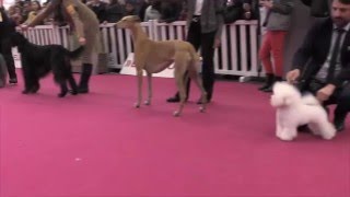 Finale du Concours Général Agricole 2016 [upl. by Nerag855]