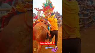 Kubutur Praveen 46 Bull Catcher👑PP Sulthan Kubutur Praveen 46⭕💪trendingshortsbullcatchingvideos [upl. by Nicks261]