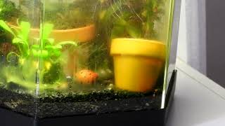 Nerite Snail in New Home  Time Lapse [upl. by Webb]