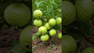 🌿Grow Guava Tree FAST with These Pro Tips guava fruittree gardening [upl. by Gintz]