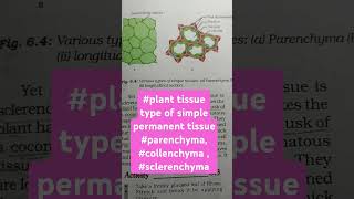 tissue planttissue typeofsimplepermanenttissue parenchymacollenchyma  sclerenchyma [upl. by Wendall590]