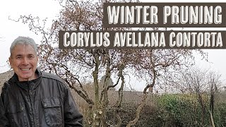 Winter pruning Corylus avellana contorta Corkscrew Hazel [upl. by Ally363]