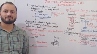 Endocrine Exocrine and Heterocrine Glands  Class 11th Biology NEET [upl. by Esimehc945]