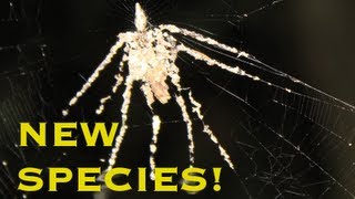 FIRST VIDEO OF NEW SPIDER SPECIES  Smarter Every Day 78 [upl. by Weir]