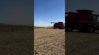 Soybean Harvest caseih soybeanfarming farming agriculture combine farm harvest fall [upl. by Eppie]