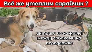 Добро не купишьоно идет от души 🙏 Оплата второй части передержки 🐶 [upl. by Anoli]