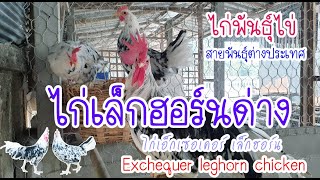 ไก่เล็กฮอร์นด่าง หรือเรียกว่า ไก่เอ็กเซอเคอร์ เลคฮอร์น Exchequer leghorn Chicken by คำเงินฟาร์ม [upl. by Malchus]