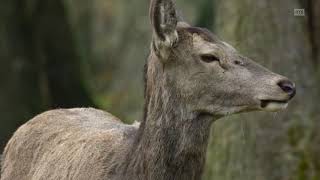 Un hiver dans les Alpes  Documentaire animalier [upl. by Aicatsanna249]