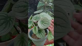 Giant Peperomia Argyreia aka WatermelonLush and healthy plant [upl. by Refinej]