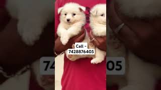 Spitz Pomeranian puppies for sale in delhi ncr song love cover happypuppy puppygram pawfect [upl. by Ehcnalb]