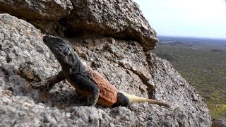 The Chuckwalla lizards of Arizona Epic footage inside the rocks [upl. by Hans]