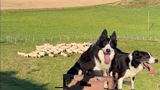 Two insanely talented border collie sheepdogs herding sheep [upl. by Aicnorev644]