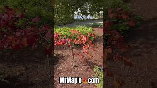 Flame Thrower Redbud tree in sun at the Dallas Arboretum  MrMaple Show Garden Tours mrmaple [upl. by Yedarb]