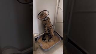 The cat is going to the bathroom cat cats cutecat catsoftik fyp funny fouyoupage [upl. by Ries]