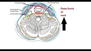 Anatomy of Deep Fascia in the Neck Explained [upl. by Jerome716]