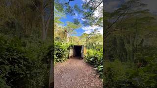 Into the Heart of the Rainforest Manoa Falls Trail  Oahu Hawaii [upl. by Atinuaj]