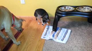 WARNING PitBull vs Chihuahua Food Fight [upl. by Fabyola]