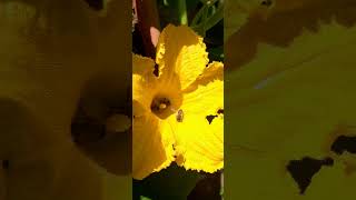 🐝 Carniolan honey bees enjoying a feast inside a pumpkin flower 🐝 slovenia ljubljana summervibes [upl. by Oluap]