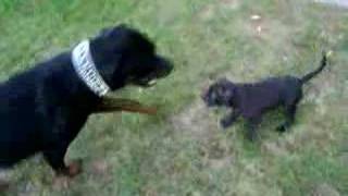 rottweiler vs pitbull [upl. by Kirsti]