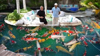 Worlds Largest Koi Pond Big Fish [upl. by Ecila]