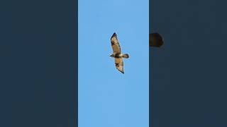 Roughlegged Buzzard  Hawk Buteo lagopus  Bird watching Samsung Galaxy S23 Ultra 4k 60fps [upl. by Ardni]