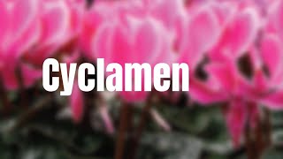 Cyclamen Quick Care Tips [upl. by Nylirem710]