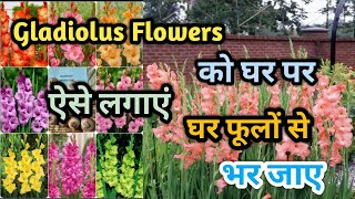 Easy trick to Plant Gladiolus flower Bulbs at home  Gladiolus flowers ko ghar par lagaye [upl. by Johnette548]