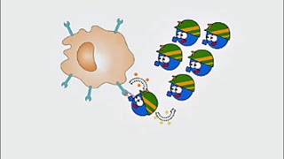 Humoral Immune Response [upl. by Egor881]