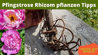 Pfingstrose Rhizom pflanzen  Tipps und Info [upl. by Euv]