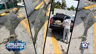 Dead Sawfish pulled from waters off Islamorada as mysterious deaths seemingly move north [upl. by Idarb]