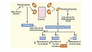 L3 Parathyroid Disorders [upl. by Shuma]