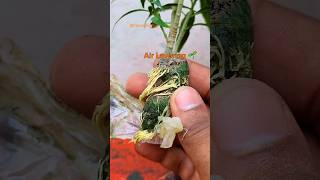 Plant germinate from Air Layering with✅️ Result 30 days roots shorts [upl. by Raila]