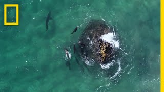 Fur Seals vs Great White Sharks  Hostile Planet [upl. by Ahseit]