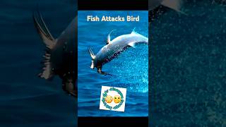 Fish attacks Bird😳🫢 shorts shortvideo youtubeshorts sea nisargaveswarga [upl. by Filmer]