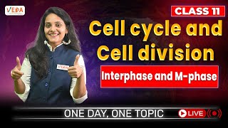 Interphase and Mphase  Cell cycle and Cell division  class 11  Biology  One Day One Topic [upl. by Cornall]