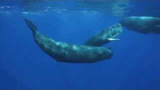 The Sounds of the Sperm Whale [upl. by Erelia]