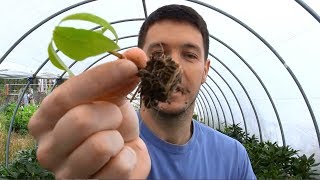 Dogwood Tree Rooted Cuttings Update [upl. by Enia]