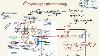 Calcium channel blockers CCB Hypertension series class 7 [upl. by Iverson685]