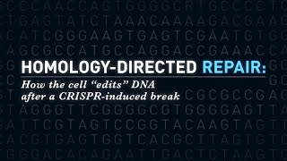 DNA Mutations amp DNA Repair EVERY TYPE OF DNA REPAIR YOU NEED TO KNOW FOR MCAT BIOLOGY GENETICS [upl. by Gazo]