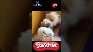 Unveiling the Mystery😹 When Do Persian Cats Reach Maturity and Mate catmating [upl. by Ivz53]