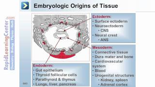 Rapid Learning Embryology  Embryogenesis [upl. by Roddy768]