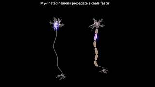 work of neurones  neet aspirants 💕 [upl. by Remliw]