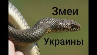 Змеи Украины  Snakes of Ukraine [upl. by Alrats]