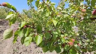 L albicocco in Sicilia e la giusta potatura per fare qualità [upl. by Thurstan878]