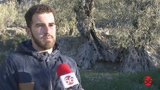 Reportatge AlmÃ ssera Oli Travadell [upl. by Navak528]